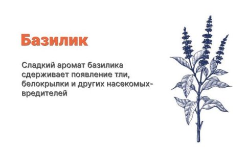 Компаньоны для конопли - базилик Компаньоны для конопли - базилик