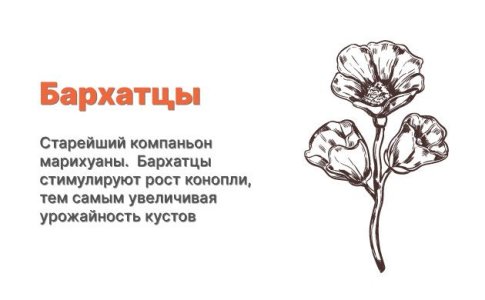 Компаньоны для конопли - бархатцы Компаньоны для конопли - бархатцы