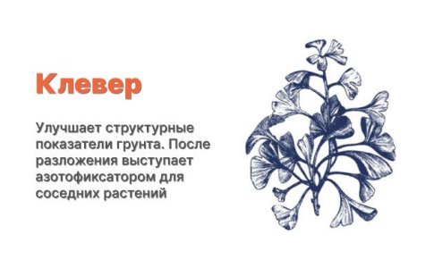 Компаньоны для конопли - клевер Компаньоны для конопли - клевер