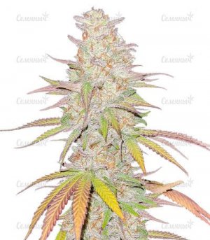 sort-Afghan-Kush.jpg