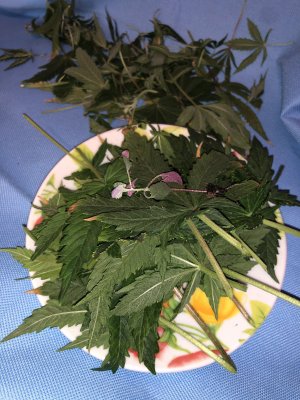 IMG_7387.JPG