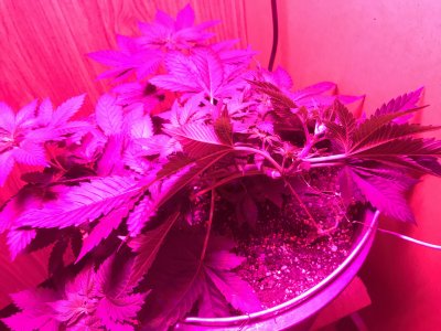 C7077503-9189-45DF-9004-83C0DAE07432.jpeg