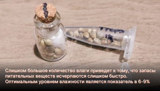 Влажность для хранения семян конопли