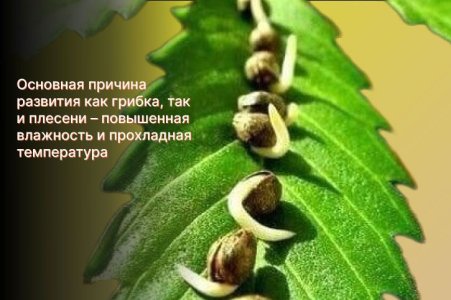 Появление грибка и плесени
