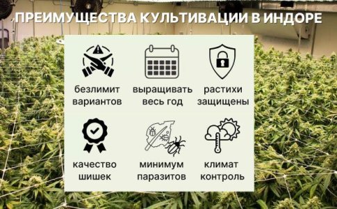 выращивание автоцветов в открытом и закрытом грунте выращивание автоцветов в открытом и закрытом грунте