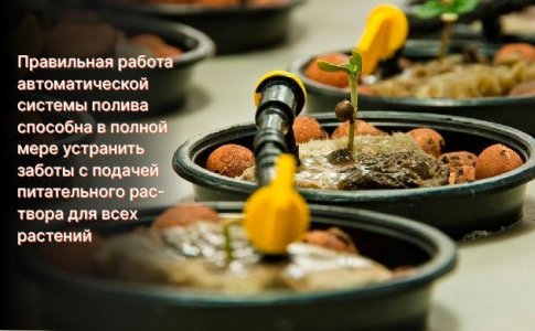 Системы полива и подкормки – конопля сама растет