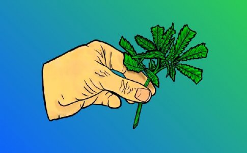 Как и когда пересаживать рассаду конопли Как и когда пересаживать рассаду конопли