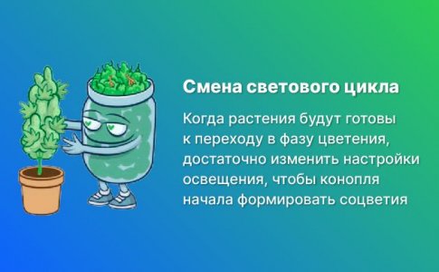 Как перевести коноплю в цветение в индоре? Как перевести коноплю в цветение в индоре?