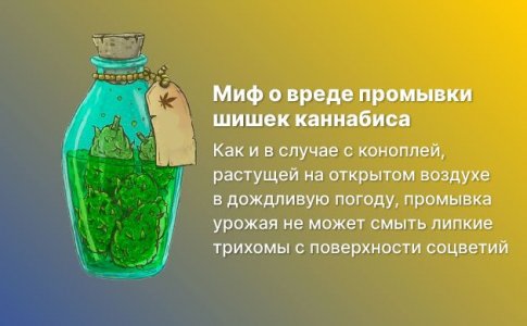 Какая еще промывка шишек?! Какая еще промывка шишек?!