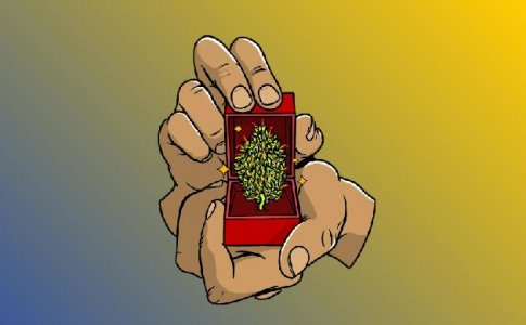 Как промывка влияет на качество шишек Как промывка влияет на качество шишек