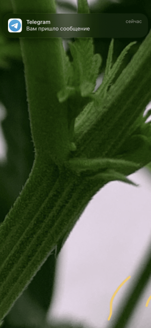 45B46E5E-2D22-4214-B3E6-1B292B37B74C.png