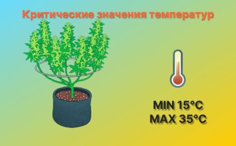 Максимальная и минимальная температура для конопли Максимальная и минимальная температура для конопли
