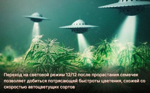 Освещение для быстрого развития конопли Освещение для быстрого развития конопли