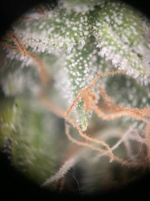 IMG_0528.jpeg