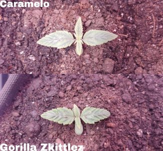 Picsart_23-06-28_09-38-23-379.jpg Picsart_23-06-28_09-38-23-379.jpg