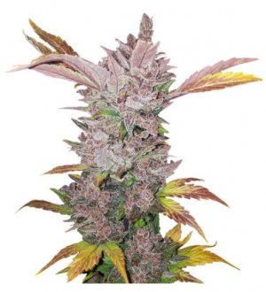 lsd auto.jpg