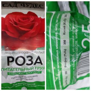 Роза Сад Чудес.jpg