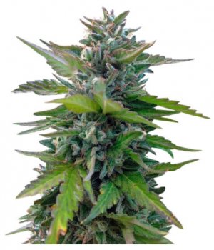 black cherry punch.jpg black cherry punch.jpg