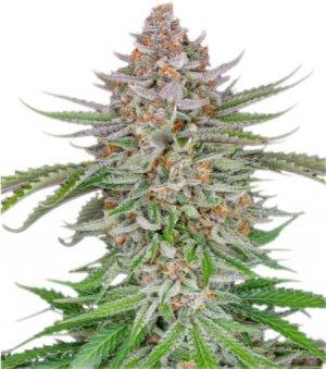 strawberry pie auto.jpg