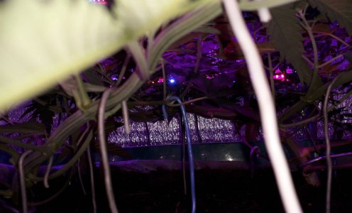 gorilla-glue-4-fem-anesia-seeds__eklZUzcZuRsZQRxg.jpg gorilla-glue-4-fem-anesia-seeds__eklZUzcZuRsZQRxg.jpg