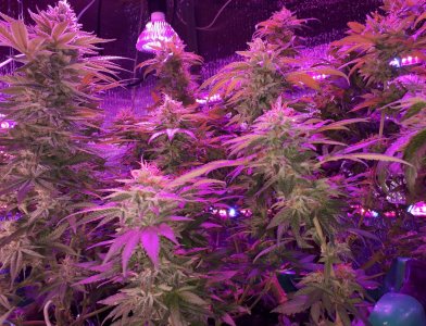 gorilla-glue-4-fem-anesia-seeds__61IMe3B8XwPa408A.jpg gorilla-glue-4-fem-anesia-seeds__61IMe3B8XwPa408A.jpg
