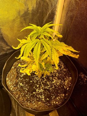 image-12-12-23-18-19.jpeg