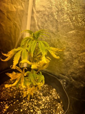 image-12-12-23-18-19-1.jpeg