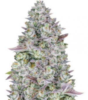 gorilla cookies.jpg gorilla cookies.jpg