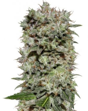 white widow.jpg