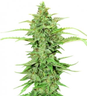 cbdgreencrack.jpg cbdgreencrack.jpg