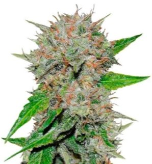 deep mandarine.jpg deep mandarine.jpg