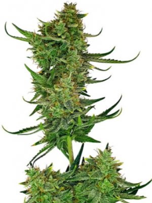 cherry cola auto.jpg cherry cola auto.jpg