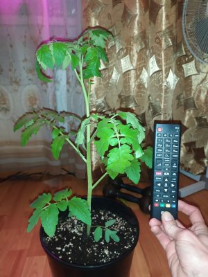 IMG_20240327_192532.jpg