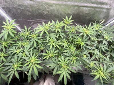 IMG_2739.jpeg
