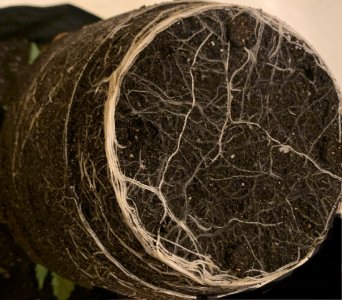roots.jpg roots.jpg