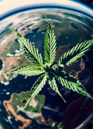 cannabis plants that grow acrros the globe (view f.jpg