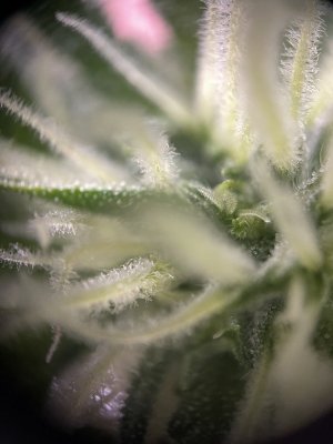 IMG_3165.jpeg