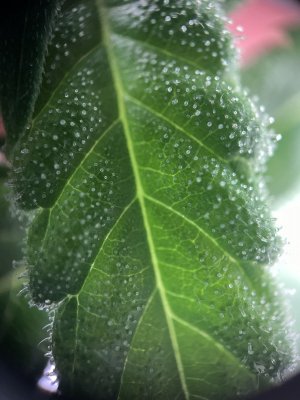 IMG_3168.jpeg