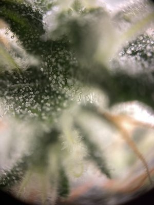 IMG_5709.jpeg