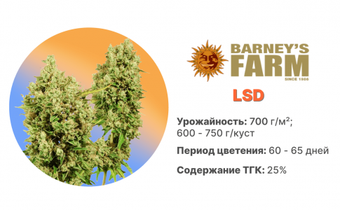 LSD.png