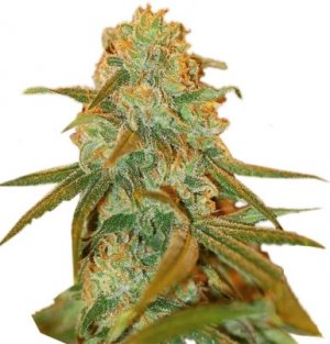 Lemon Skunk.jpg