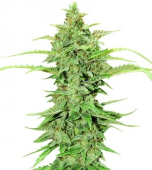 cbd green crack.jpg