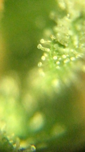 C723B667-2AD7-4918-A89B-8B24C63DCF45.jpeg