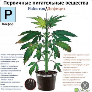 IMG_3569.jpeg IMG_3569.jpeg