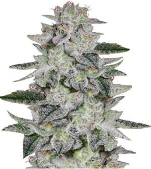 sweet valley kush.png
