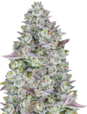 gorilla cookies.png gorilla cookies.png