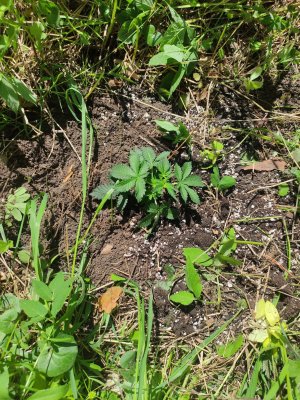 cleaned_IMG20240603112129.jpg