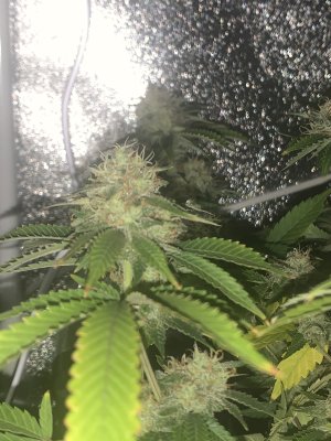 IMG_6105.jpeg