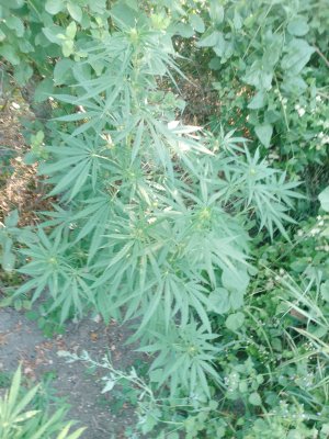 IMG_20240802_082953_079.jpg