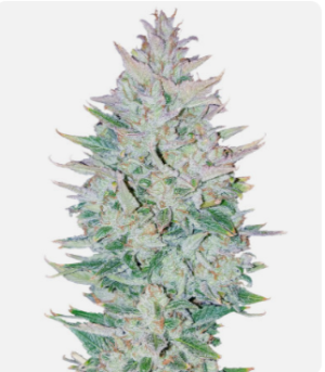 originalautoogkush.png originalautoogkush.png
